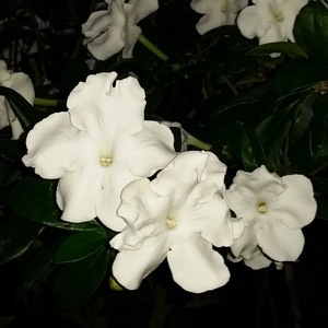 Lady of the Night, Giant Brunfelsia, Brunfelsia gigantea